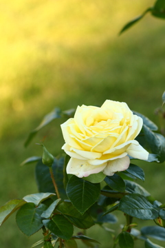 黄色い薔薇