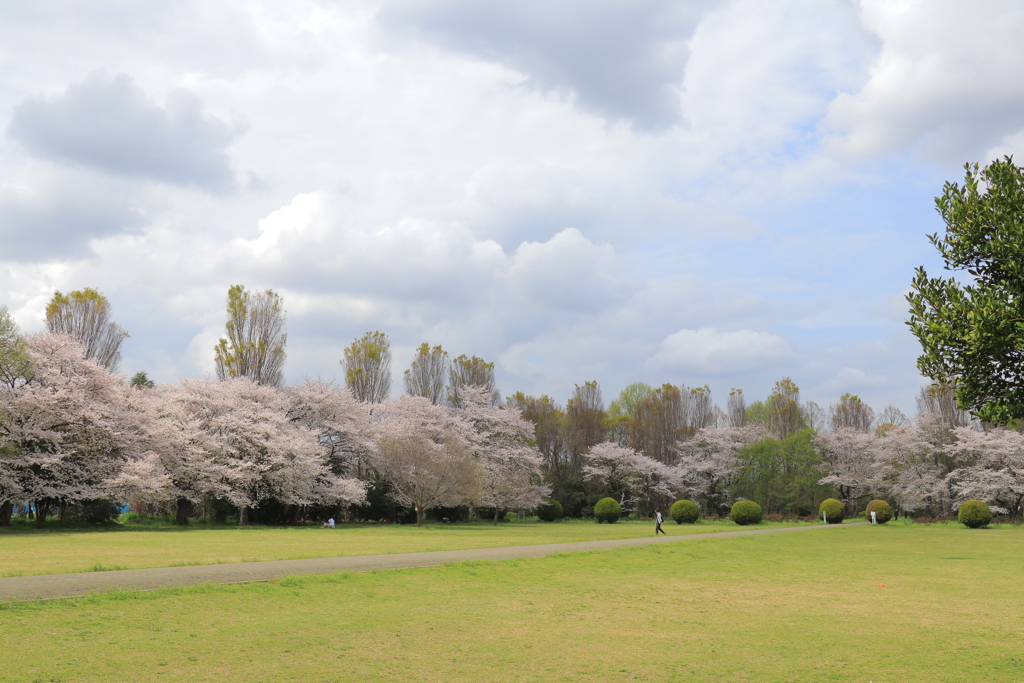 満開の桜