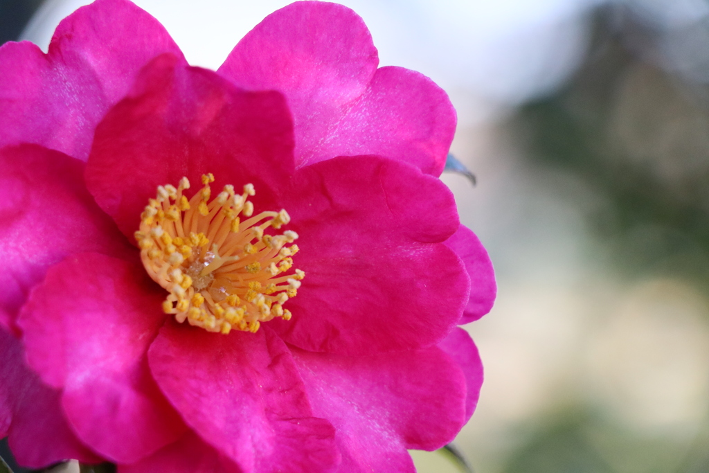 山茶花
