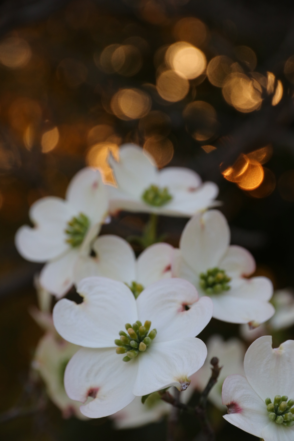 花水木