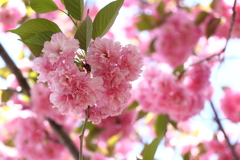 八重の桜