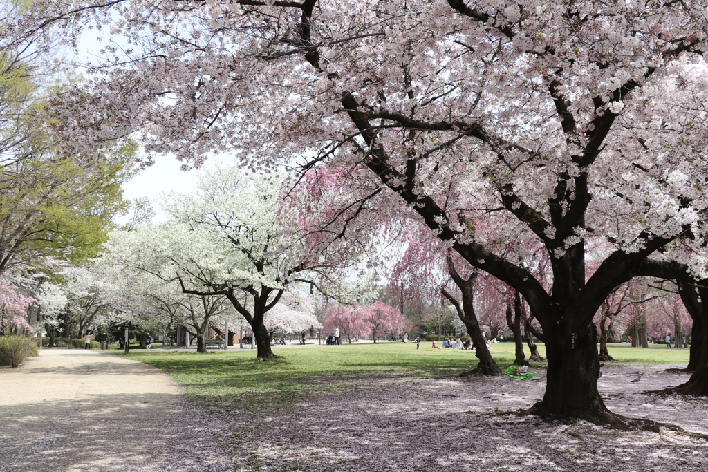 桜
