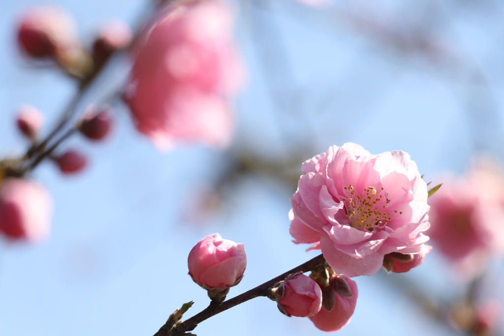 花桃