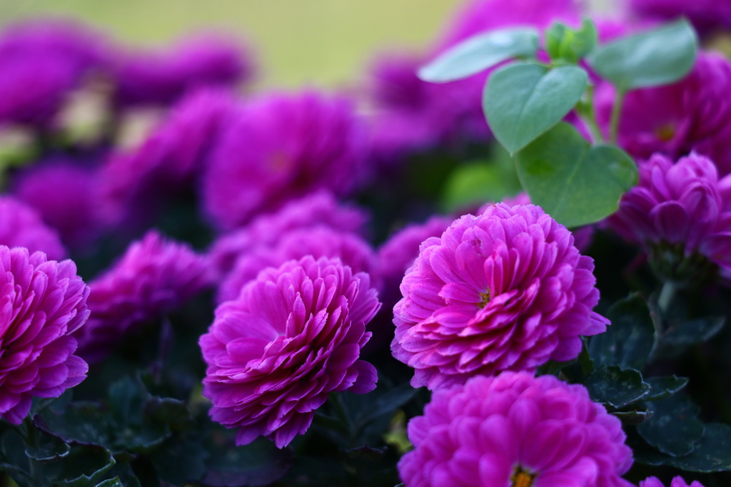 紫の菊 By とーちゃん Id 写真共有サイト Photohito