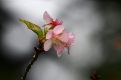 あわてんぼうの桜