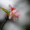 あわてんぼうの桜
