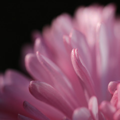 ピンクの花びら