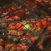 紅く