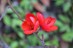 木瓜