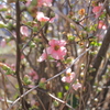 木瓜