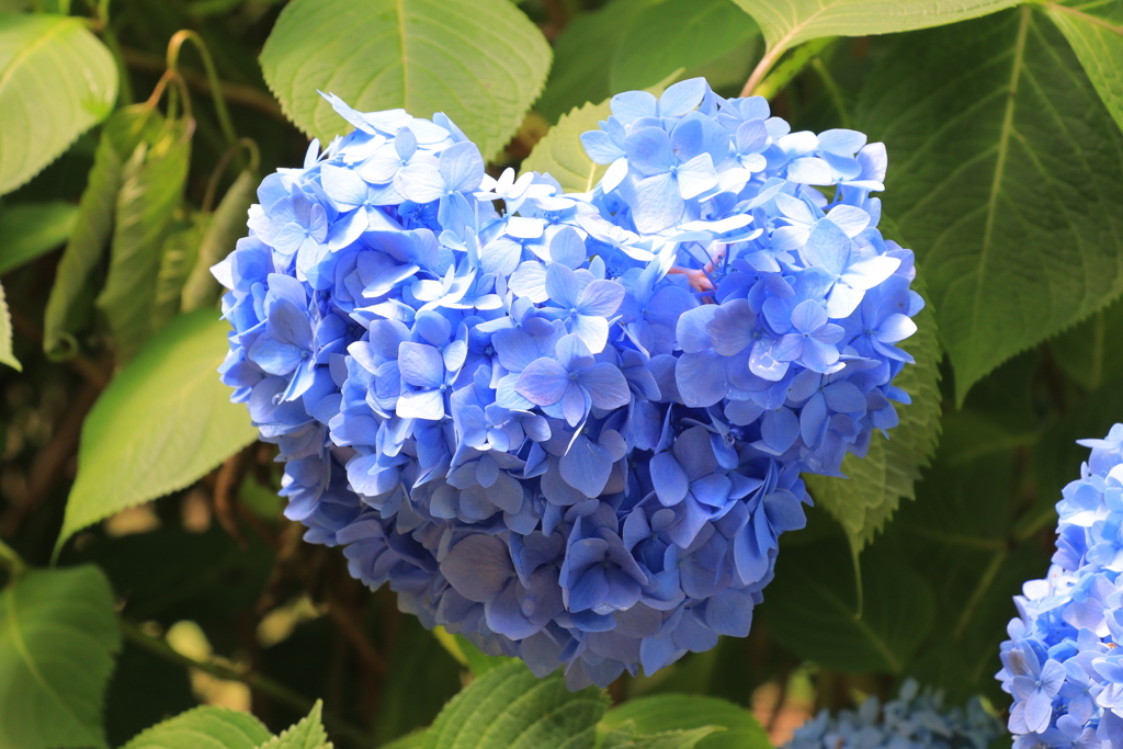 ♡の紫陽花