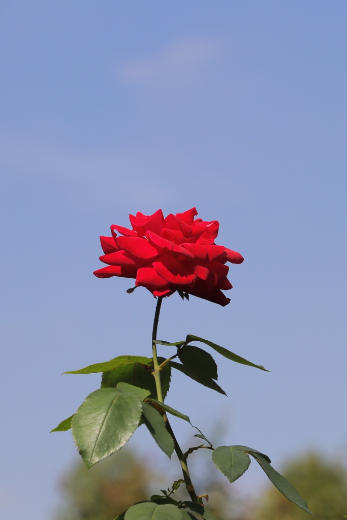 薔薇色