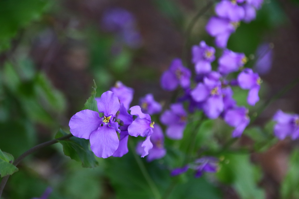 紫花菜