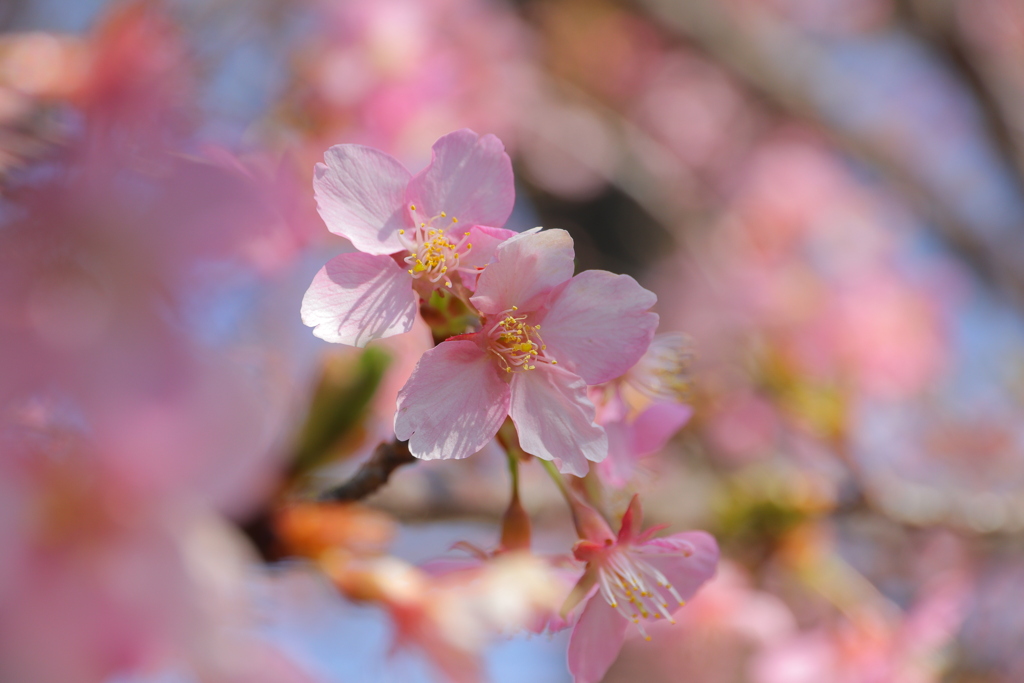 河津桜