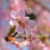 河津桜