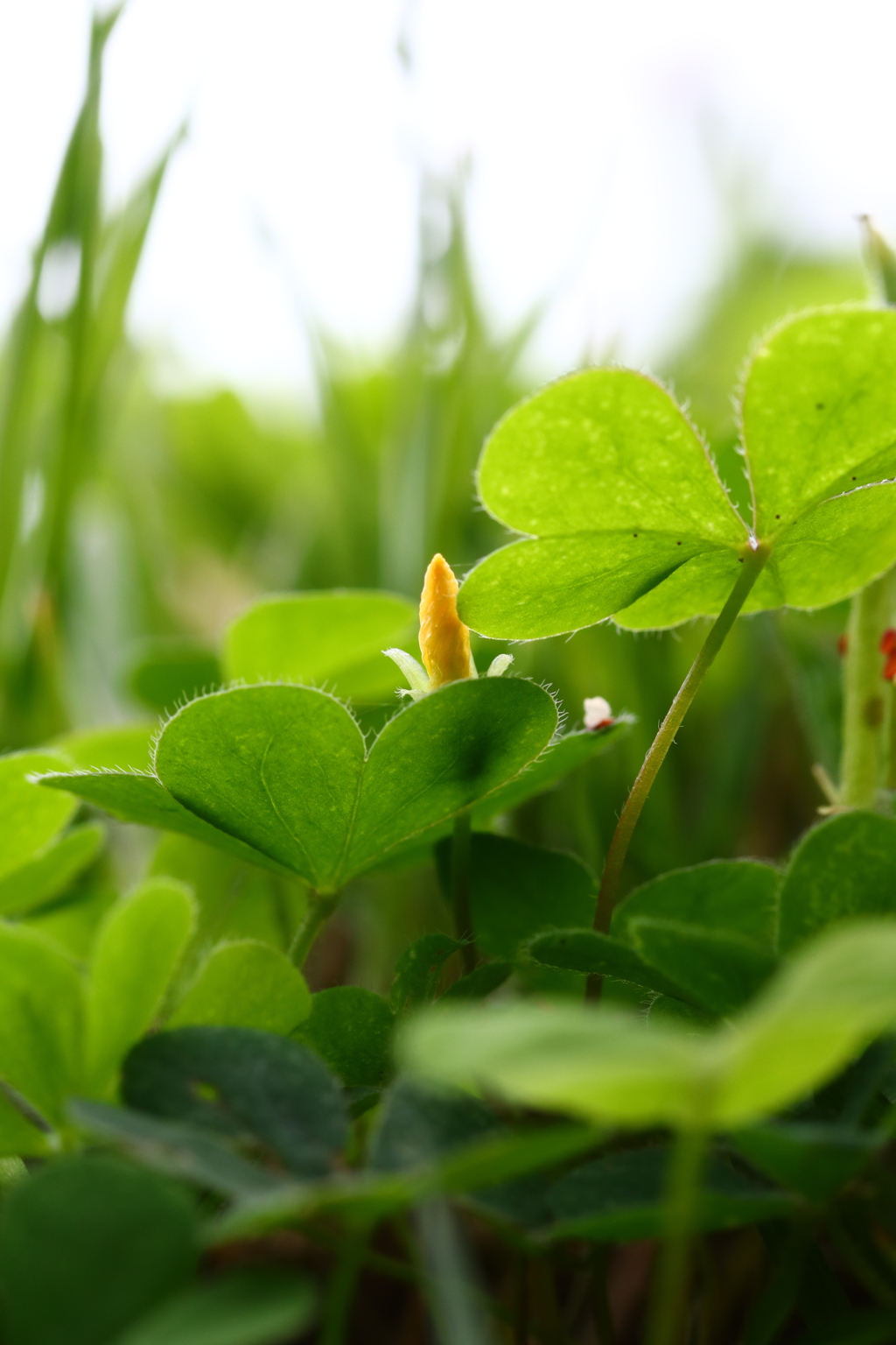 ちっちゃいジャングル