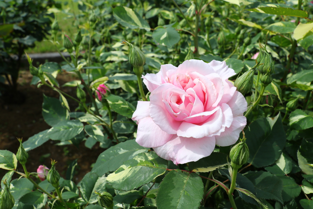 薔薇