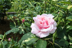 薔薇