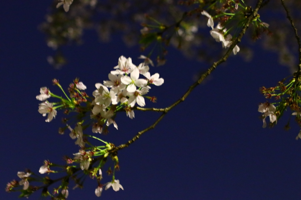 色合いだけお楽しみ下さいm(._.)m