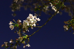 色合いだけお楽しみ下さいm(._.)m