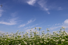 秋の空 トンボ(友情出演)