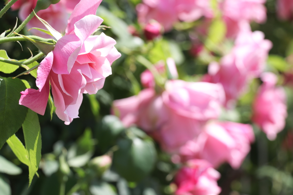 薔薇