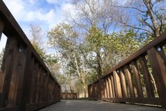 公園の橋