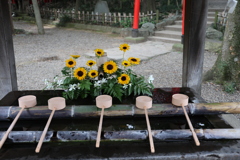 ひまわり