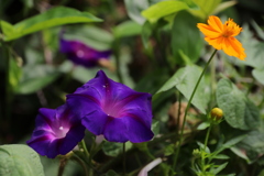 道端の花