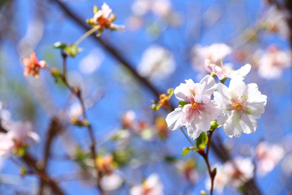 十月桜