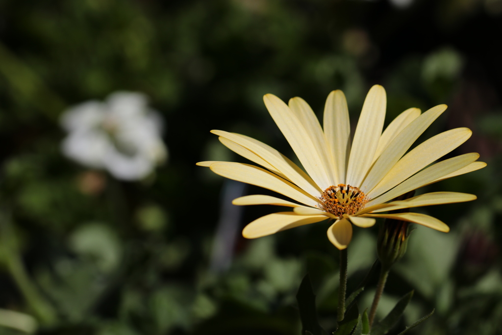 オステオスペルマム