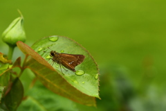 雨の止み間