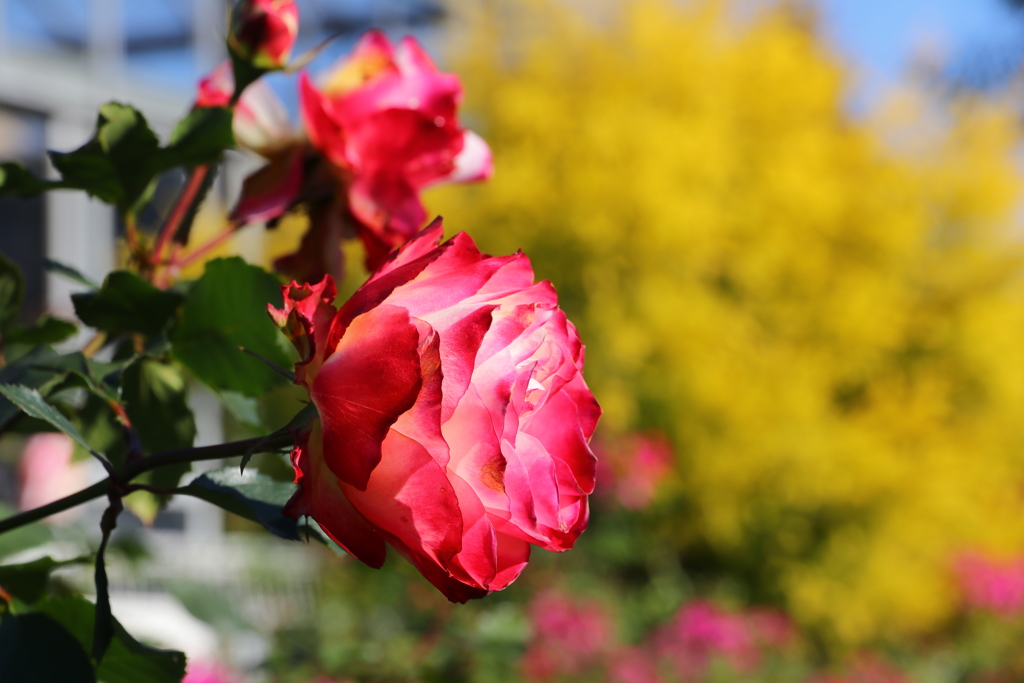 秋薔薇