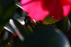 山茶花の実