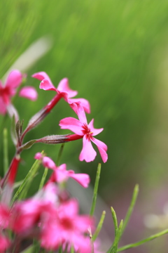 芝桜