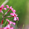 芝桜