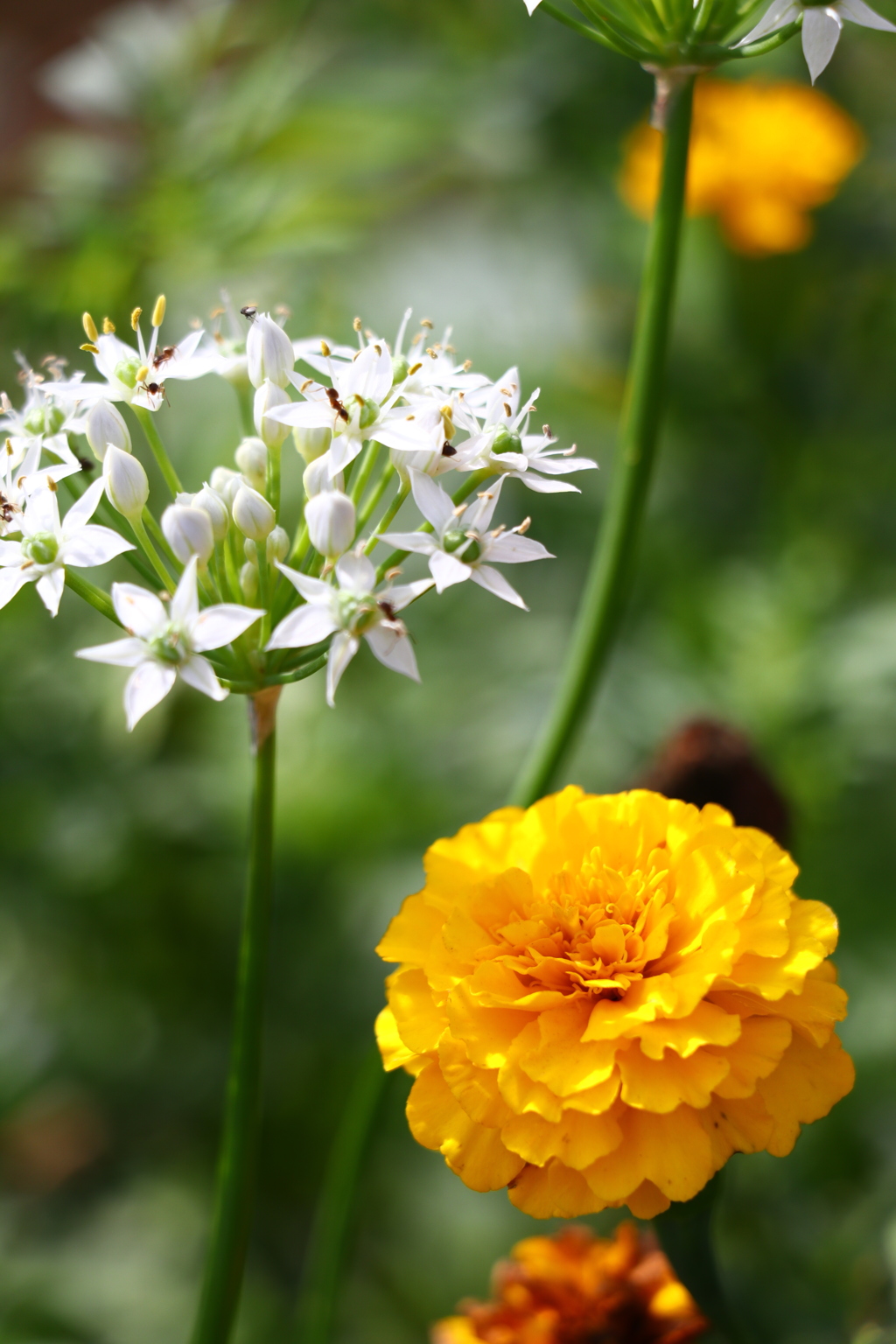 道端の花