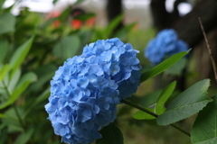 紫陽花