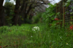 ニラの花