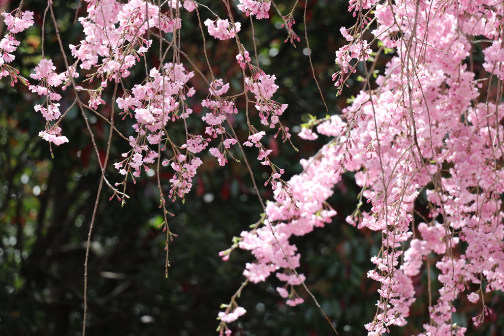枝下桜