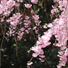 枝下桜