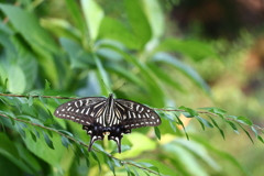 アゲハチョウ