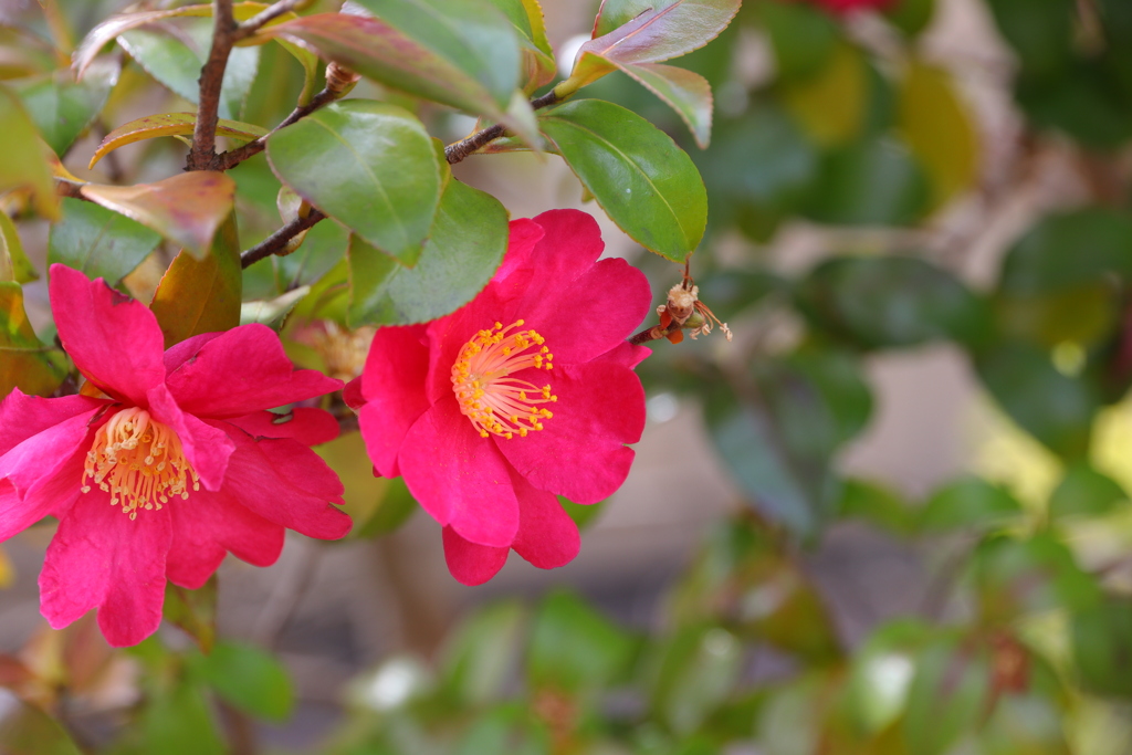 山茶花