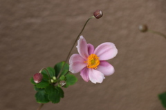 秋明菊