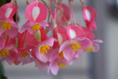 木立ベゴニア
