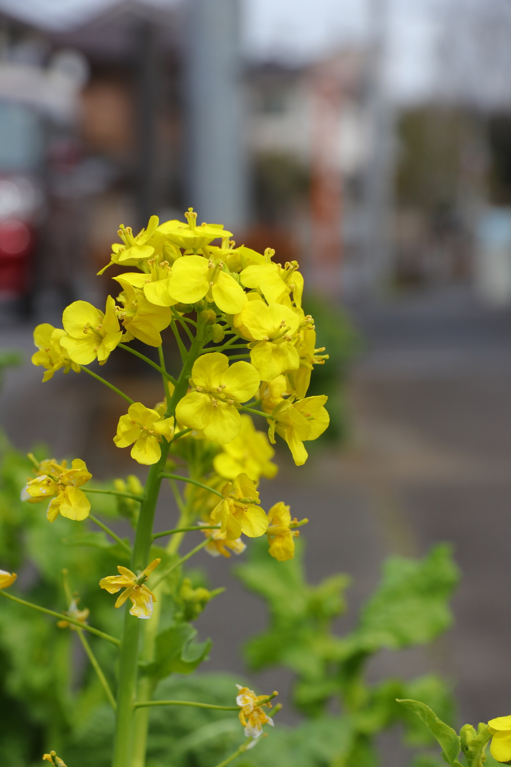 菜の花