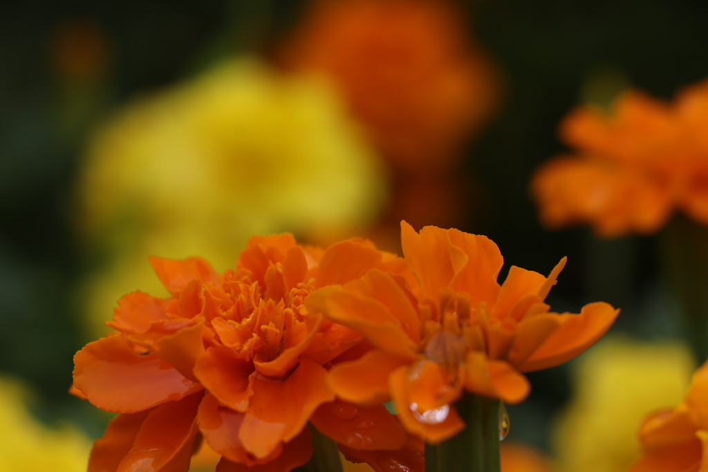 マリーゴールド