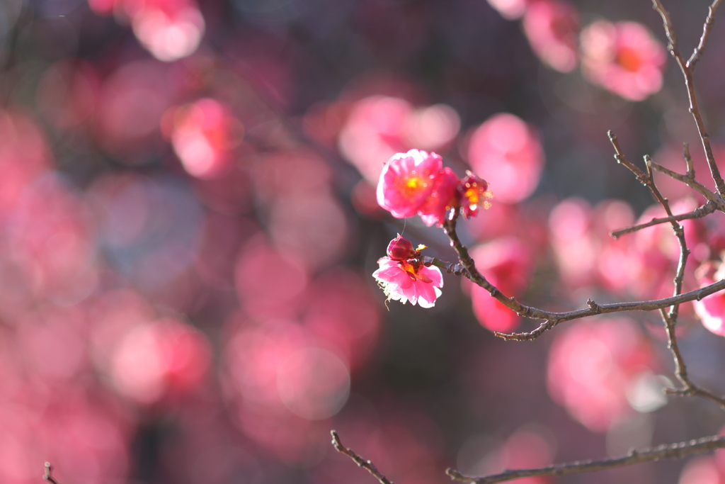 縁どり