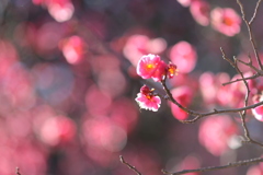 縁どり