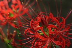曼珠沙華
